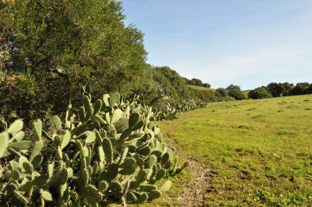 valla de cactus valla ecologica